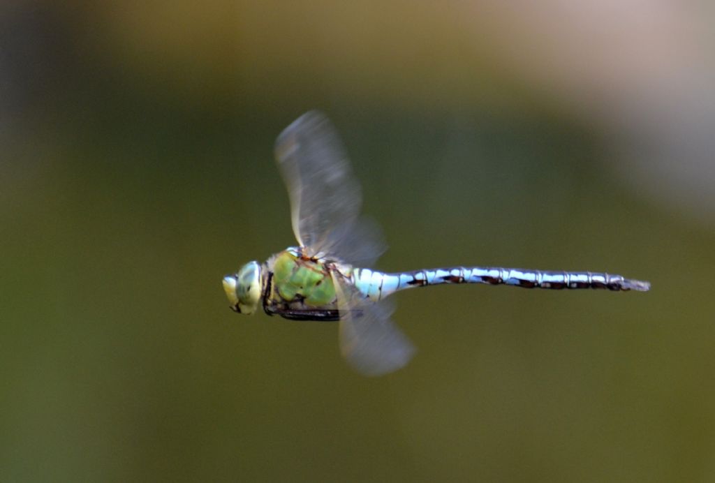 Anax imperator, maschio